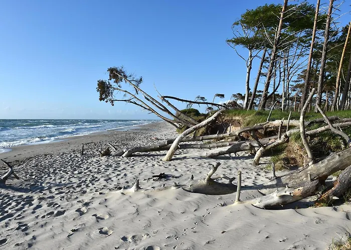 Strandhafer An Der Seebruecke